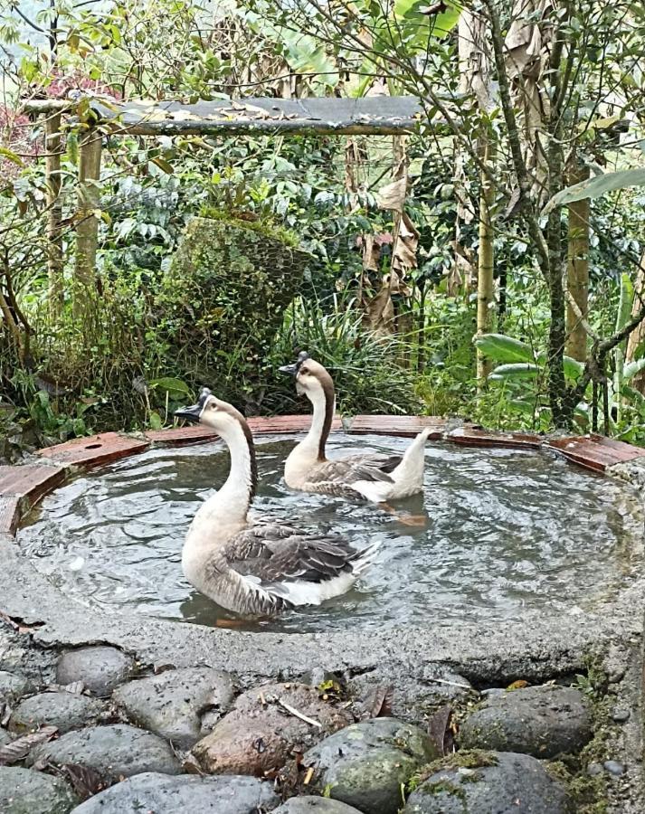 Hostal Campestre El Santuario Filandia Ngoại thất bức ảnh